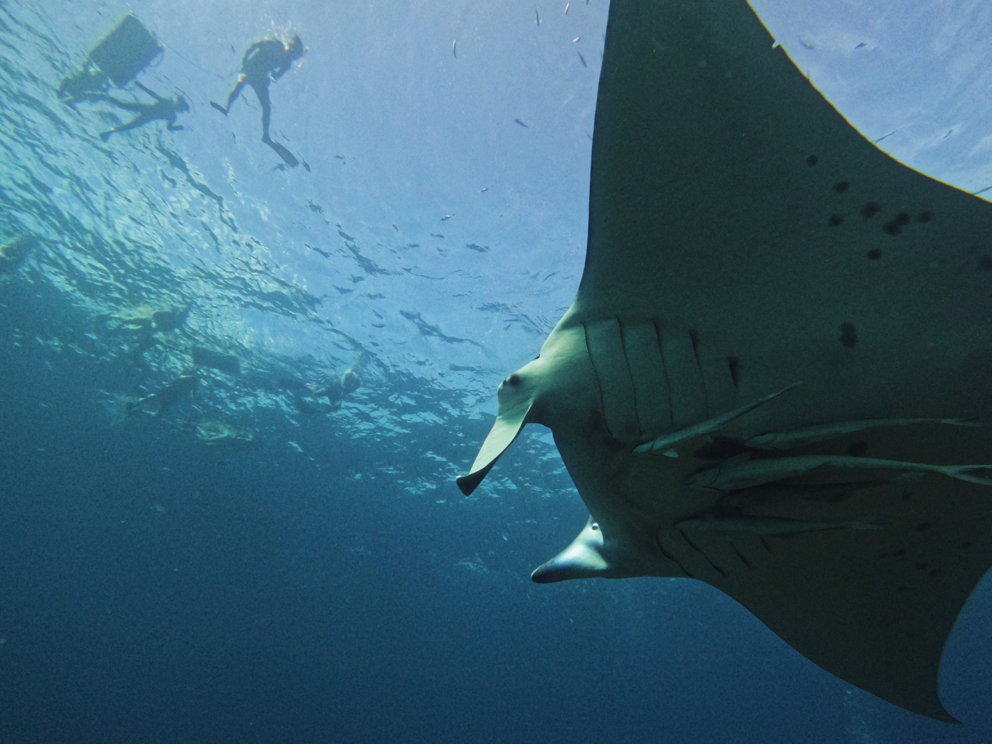 石垣島でマンタとウミガメシュノーケル